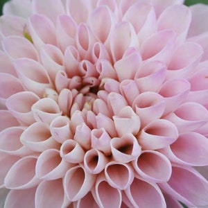 May include: A close-up of a pink dahlia flower with many petals. The petals are arranged in a spiral pattern, creating a delicate and intricate design.