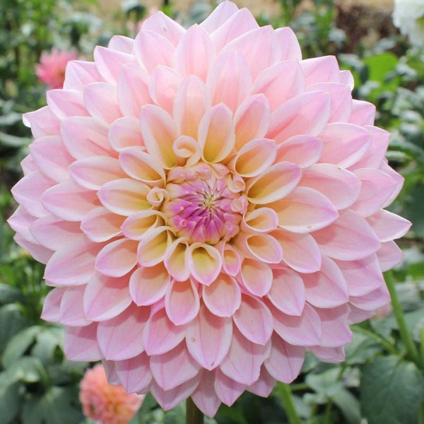 One Coralie Dahlia Tuber - Coralie Dahlia Tuber - Pink Soft Yellow Bloom - Castle Drive Tuber - Décoration formelle - USA Grown - Ships Spring