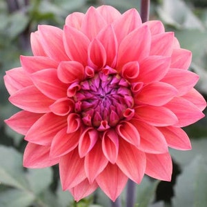 May include: A close-up of a fully bloomed dahlia flower. The flower has layers of coral-pink petals surrounding a deep purple center. The petals are tightly packed, creating a symmetrical, rounded shape. The background is blurred green.