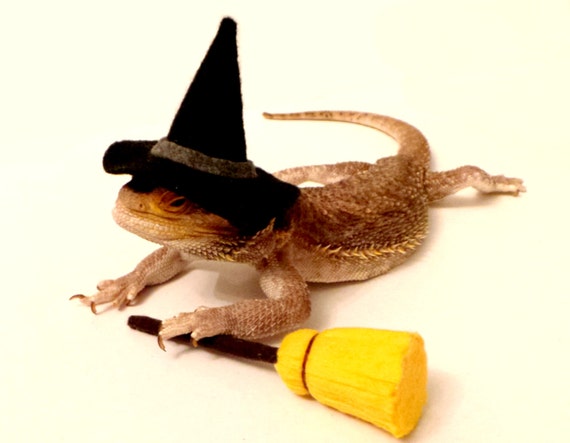 bearded dragon apparel