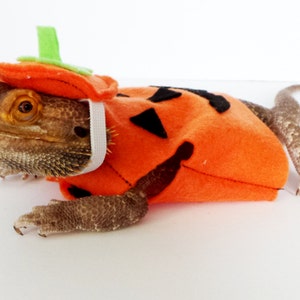 Bearded Dragon Clothing! Pumpkin!