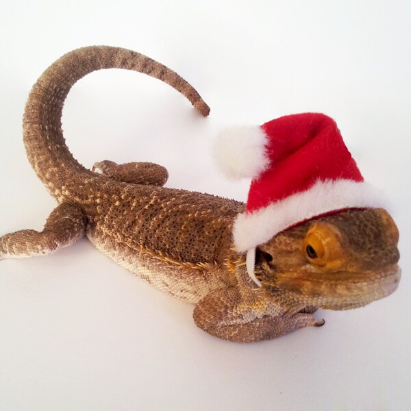 Bearded Dragon Clothing! Santa Hat!