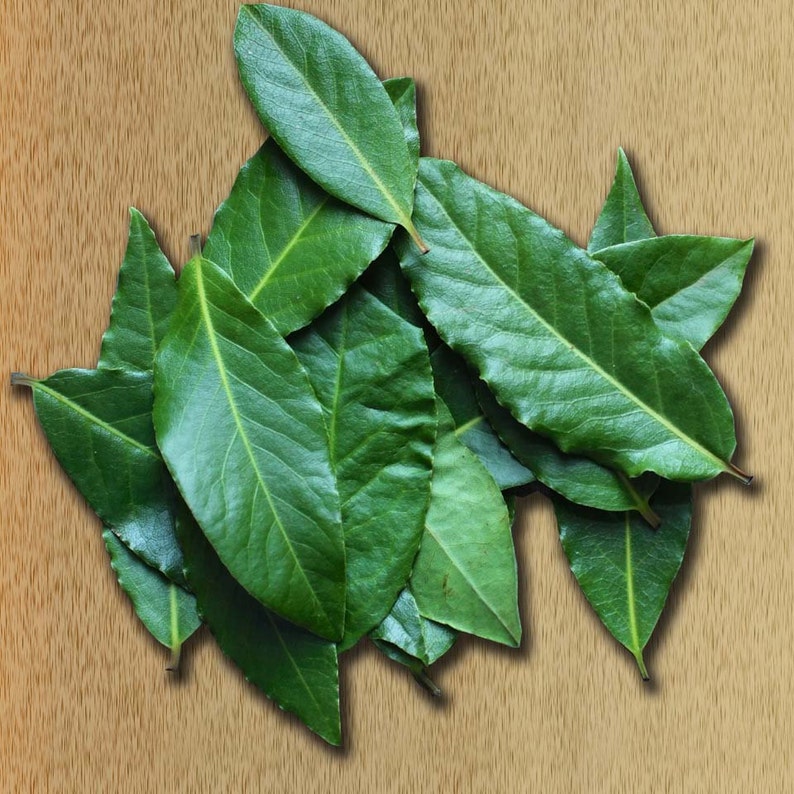 40 Fresh Picked Califorina Bay Leaves for Cooking And/or Cold Etsy