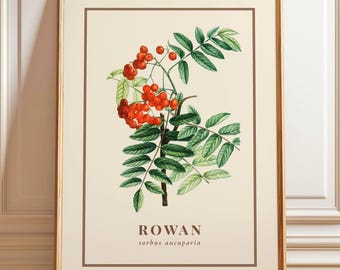 Stampa d'arte Rowan, illustrazione botanica di Pierre-Joseph Redouté, decorazione murale antica