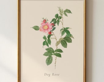 Dog Rose Botanical Print | Rosa Canina Wild English Rose | Hedgerow Wall Art | Cottagecore Floral Decor