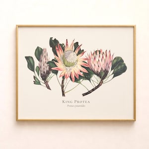 May include: A botanical art print in a thin gold frame featuring three King Protea flowers with pink and white petals and dark green leaves. The text "KING PROTEA" and "Protea cynaroides" is printed in black at the bottom centre of the cream background.