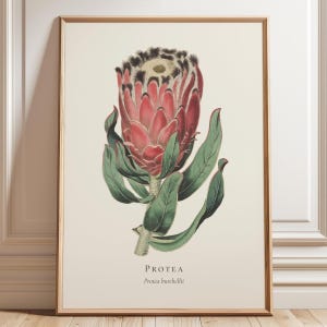 May include: A framed botanical print featuring a detailed illustration of a Protea burchellii flower with deep pink petals, dark fuzzy tips, and green leaves on a cream background. The text Protea and Protea burchellii is printed below.