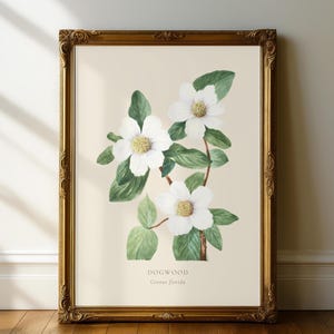 Puede incluir: Una impresión botánica enmarcada con una ilustración de acuarela de flores de cornejo. La obra de arte muestra flores blancas con centros amarillos, hojas verdes y tallos marrones sobre un fondo crema. El marco es ornamentado con un acabado dorado. El texto dice "DOGWOOD Cornus florida."