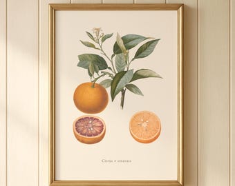 Pomarańczowy botaniczny nadruk, Citrus Sinensis, ilustracja z owocami w stylu vintage, dekoracja ścienna do kuchni