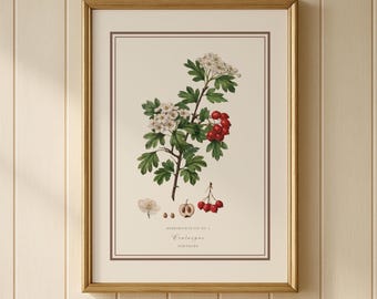Vintage Hawthorn Botanical Print, Red Berry Illustration, Crataegus Wall Art (Digital Download)