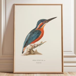 May include: A framed wall art print featuring a detailed illustration of a kingfisher bird perched on a branch. The bird has blue and orange plumage. Below the bird, the text reads FIELD STUDY NO. 14 and Kingfisher in a serif font.