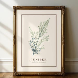Può includere: Una stampa botanica incorniciata con un'illustrazione ad acquerello di un ramo di ginepro con bacche blu. La stampa è su uno sfondo color crema, incorniciata da un bordo marrone e racchiusa in una cornice dorata ornata. La parola "JUNIPER" è stampata in basso.