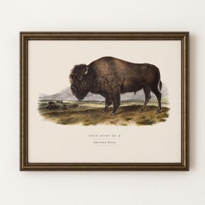 Può includere: Una stampa incorniciata con un'illustrazione dettagliata di un bisonte americano in piedi in un campo erboso con colline in lontananza. Il testo sotto l'animale recita FIELD STUDY NO. 8 e American Bison. La cornice è di colore bronzo scuro.