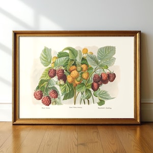 May include: A framed botanical print featuring detailed illustrations of raspberries in various stages of ripeness. The print showcases red and yellow berries with green leaves, labeled "Home's Harvest", "Sweet Yellow Antwerp", and "Baumforth's Seedling". The frame is gold.