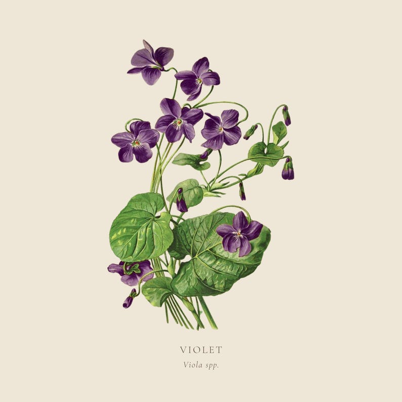 vintage-violet-botanical-print-state-flower-wall-art-viola-etsy-uk