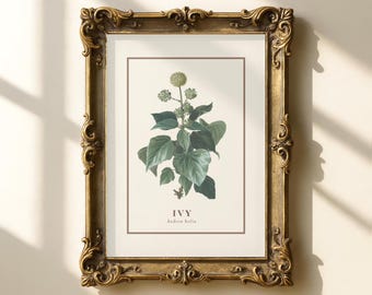 1967 Efeu Hedera helix - Vintage Botanischer Druck - Illustration Pflanzen  Bume Strucher - Wanddekoration - Etsy sterreich