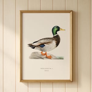 May include: A framed wall art print featuring a detailed illustration of a mallard duck standing on a rock. The duck has a green head, yellow bill, and orange feet. The text FIELD STUDY NO. 2 and Mallard is printed in black at the bottom center.