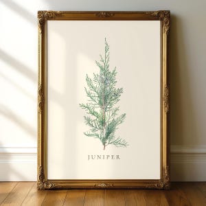 Può includere: Una stampa botanica incorniciata con un'illustrazione dettagliata di un ginepro. L'opera d'arte mostra gli aghi verdi e il fusto marrone della pianta su uno sfondo color crema. La parola "JUNIPER" è stampata in basso. La cornice è dorata e ornata.