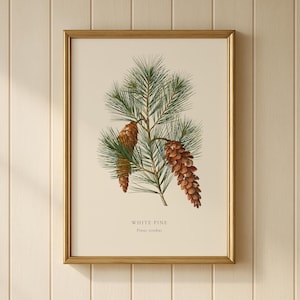 Stampa del pino bianco / Fiore simbolo dello stato del Maine / Quadro botanico vintage da parete / Pinus strobus