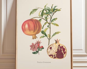 Pomegranate Botanical Print | Antique Punica Granatum Illustration | French Orchard Wall Art | Kitchen Decor