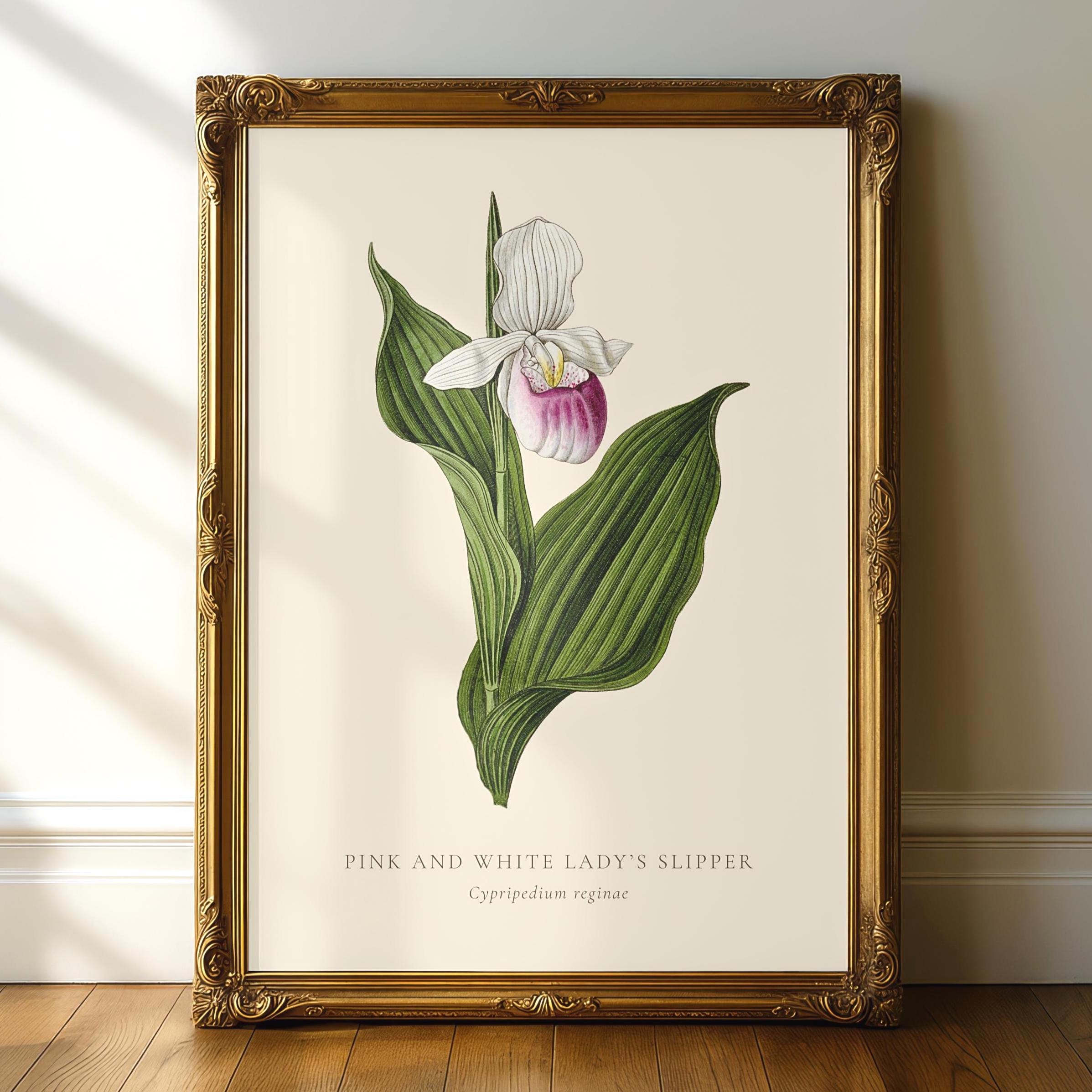 Pink lady slipper - Etsy 日本