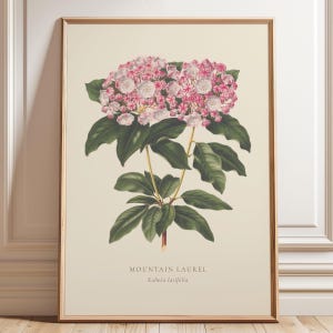 Peut inclure: Une impression botanique encadrée d'un laurier des montagnes, avec des grappes de fleurs roses et blanches et de grandes feuilles vertes. L'impression comprend le nom "Mountain Laurel" et le nom scientifique "Kalmia latifolia" en bas.
