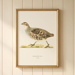 Vintage Grouse Print | British Wildlife Field Study Illustration | Cottage Decor