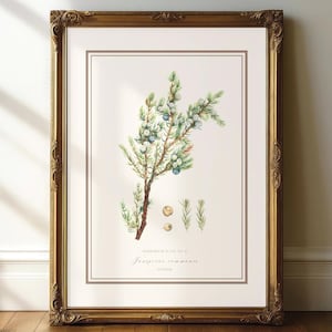 ヴィンテージのジュニパー植物画 | シュロップシャー植物標本館の壁掛けアート