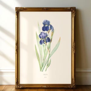 Botaniskt tryck för vintageiris, illustration av en delstatsblomma i Tennessee Poster
