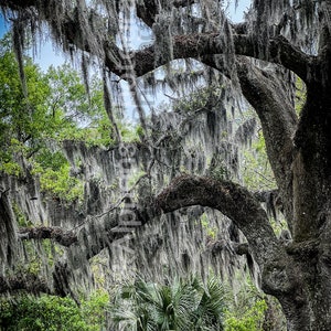 Spanish Moss Oaks - New Orleans Photography - Color Travel Photography (4 Sizes available)