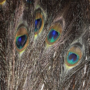 20 bargain Peacock Feathers small hurls faulty 2nds  10-12 &quot; 20- 25 cm long children&#39;s craft floristry fly-fishing scrapbook embellishments