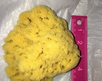 May include: A large, yellow natural sea sponge, approximately 6 inches in diameter, with a textured surface. The sponge is sitting on a white plastic bag.