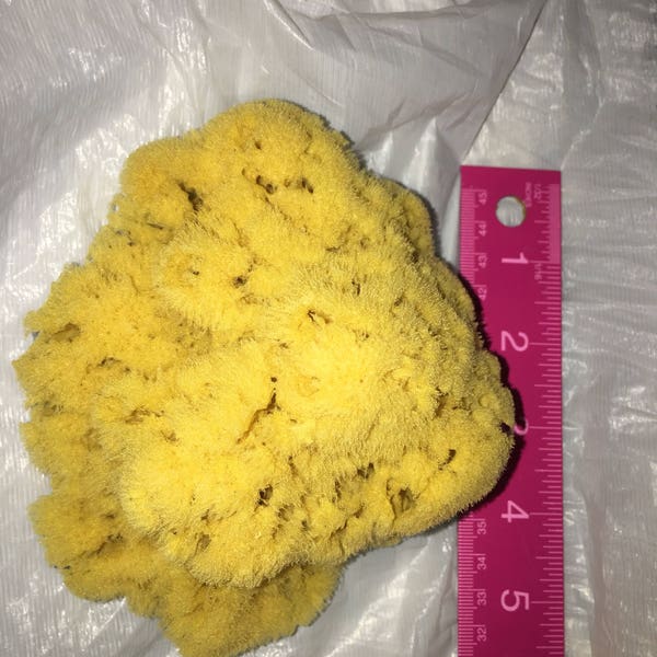 Caribbean natural yellow sponge, Florida Gulf of Mexico yellow natural sponge, all sizes sponges, natural exfoliating sponge