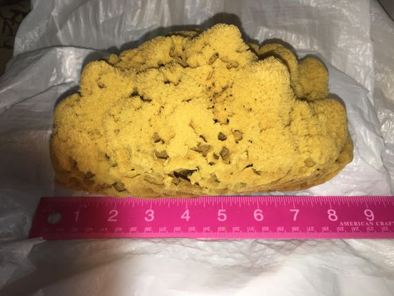 6-7 Yellow Sea Sponge