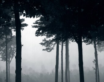 Forest Fog - 8x10 digital print, nature photography
