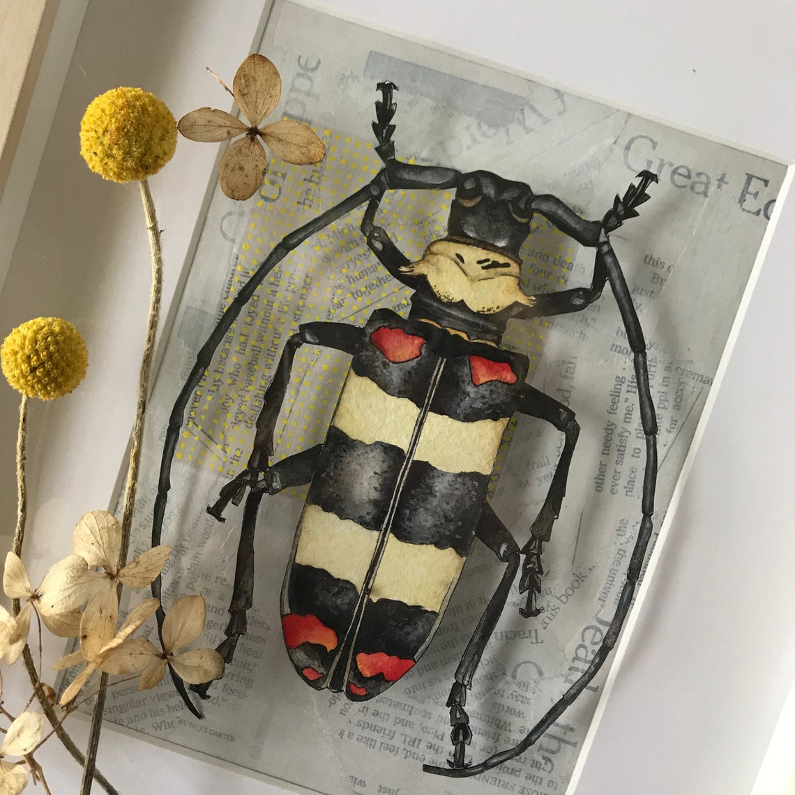 Watercolor Nemophas Tricolor Painting Framed and Mounted Etsy