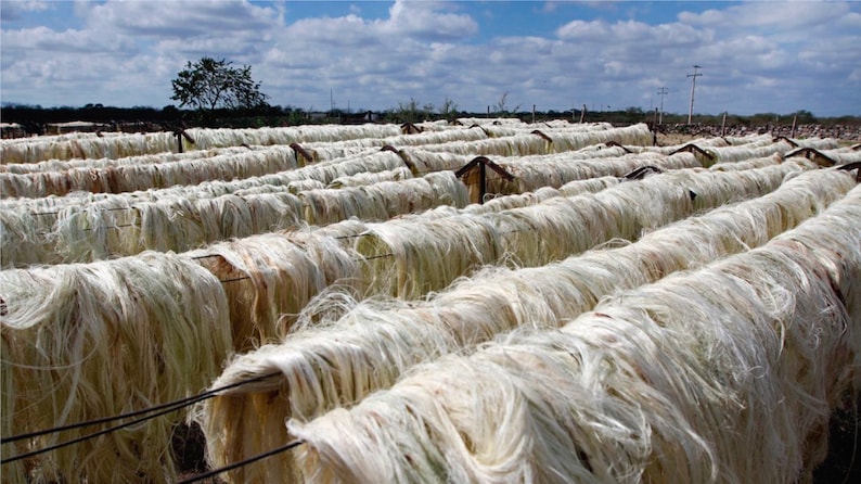 Natural Hammock Made with Thick Cotton Thread Traditional Mayan Hammocks image 8