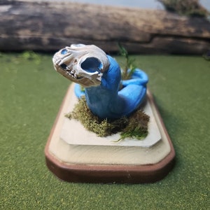 Skulls, Animal Skulls, Diorama, Cat, Miniatures, Oddities
