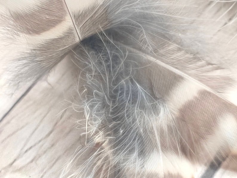 Real Owls Feather Earrings Brown Feathers Little Owl Plumes Etsy UK