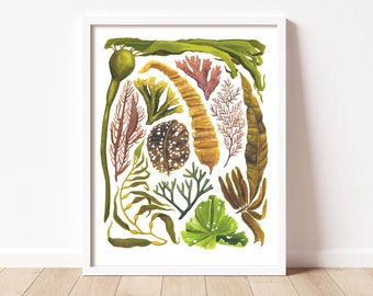 Seaweeds of Cascadia. Original Algae Illustration Print (8.5x11") by Danielle Brufatto made on Vancouver Island, British Columbia, Canada