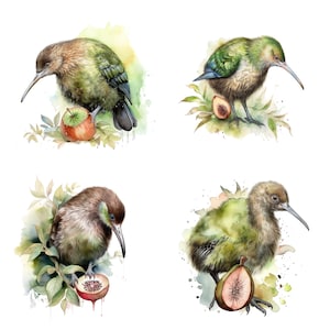 Kiwi Clipart - Aquarela clipart PNGs de pássaros de alta qualidade - Conjunto de 4 download digital para criação de cartões, clip art, estampas de designs de camisas e muito mais