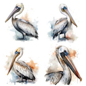 Pelican Watercolor Clipart, Pelican Watercolor, Pelican Clipart set of 4 PNG, Printable Digital Download, Sublimation, Pelican clipart V2