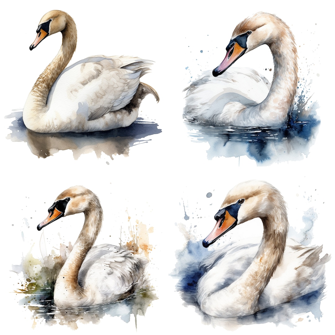 Swan Clipart - Watercolor Clipart Set of 4 High Quality Pngs - Water ...