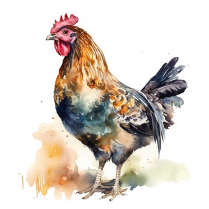 Fancy Chicken Clipart - Watercolor Clipart Chicken Bundle Pngs - Set of ...