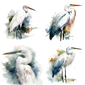 Egret Clipart - Clipart dell'acquerello PNG di alta qualità - Set di 4 uccelli acquatici Digital Download Card Making, Clip Art, Digital Paper Craft