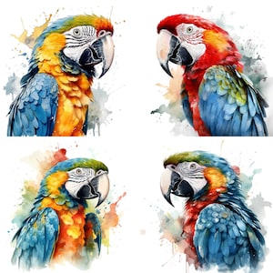Macaw Clipart - Watercolor clipart High Quality PNGs Set of 4 Digital Download Card Making, Clip Art, Digital Paper Craft journals  and more