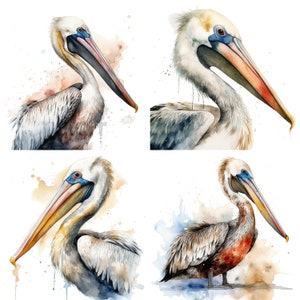 Pélican Clipart - clipart aquarelle ensemble de 4 PNG - oiseaux aquatiques côtiers Téléchargement numérique Fabrication de cartes, Invitations, Papier Craft Designs V1