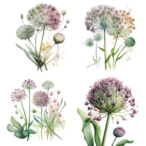 Set of 4 Allium Watercolor Clipart Botanical PNG Bundle ,Spring Flower Clipart wedding Invitation digital download, Floral Clipart Set 1
