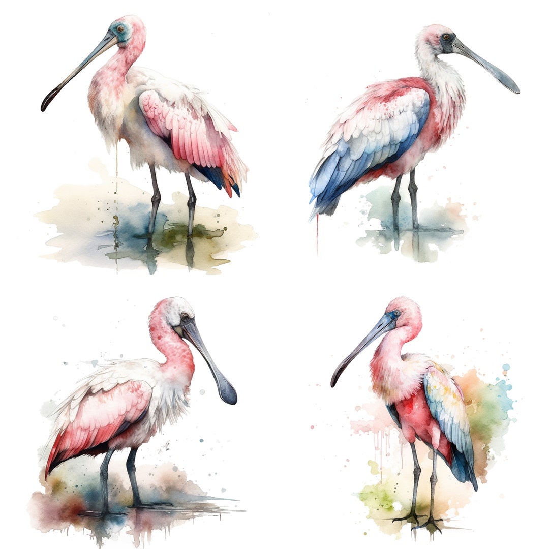 Roseate Spoonbill Clipart - Watercolor Clipart Set of 4 High Quality ...