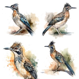 Roadrunner Clipart - Watercolor clipart Set of 4 High Quality PNGs - Digital Download for Apparel, Digital Planner, Digital Paper Craft
